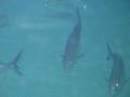 img117.jpeg.small.jpeg