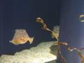 img129.jpeg.small.jpeg