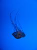img130.jpeg.small.jpeg