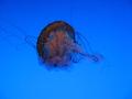 img132.jpeg.small.jpeg