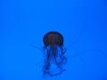 img134.jpeg.small.jpeg