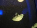 img137.jpeg.small.jpeg