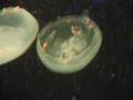 img139.jpeg.small.jpeg