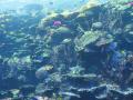 img141.jpeg.small.jpeg