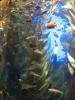 img158.jpeg.small.jpeg