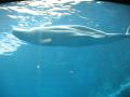 img164.jpeg.small.jpeg