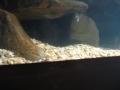 img170.jpeg.small.jpeg