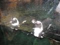 img183.jpeg.small.jpeg