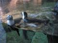 img184.jpeg.small.jpeg