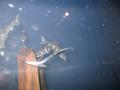 img213.jpeg.small.jpeg