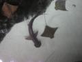 img325.jpeg.small.jpeg