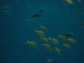 img327.jpeg.small.jpeg