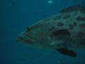 img333.jpeg.small.jpeg