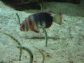 img337.jpeg.small.jpeg