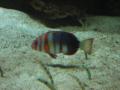 img338.jpeg.small.jpeg