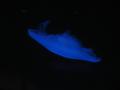img347.jpeg.small.jpeg