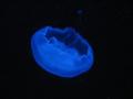 img349.jpeg.small.jpeg