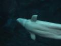 img365.jpeg.small.jpeg
