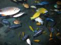 img367.jpeg.small.jpeg