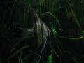 img377.jpeg.small.jpeg