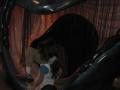 img390.jpeg.small.jpeg